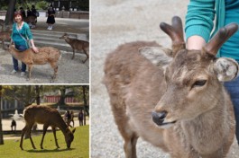 deers at nara in japan