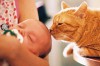 living with cats and dogs living with cats and dogs