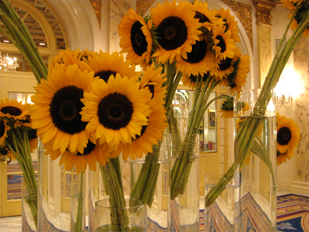 tall glass vases. sunflowers in tall glass vases