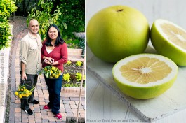 tips to grow citrus trees at home on sunset magazine