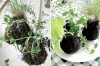kokedama tutorial