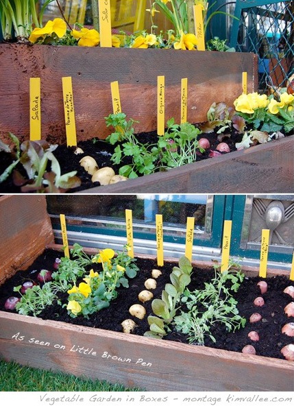 vegetable garden boxes