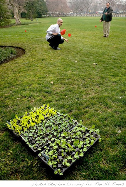 preparing the vegetable garden at the White House