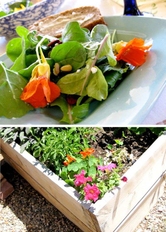 grow your own edible flowers