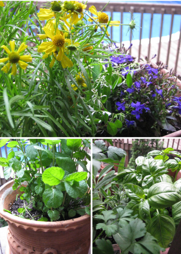 flowers and cooking herbs on my terrace