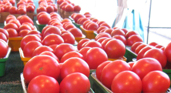 shopping for tomatoes at the farmer\'s market