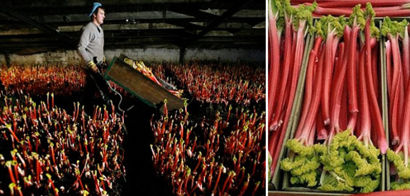 Yorkshire Forced Rhubarb has a protected designation of original in EU