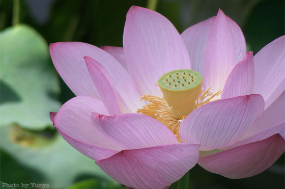 lotus flowers in Tokyo :: photo by yurys