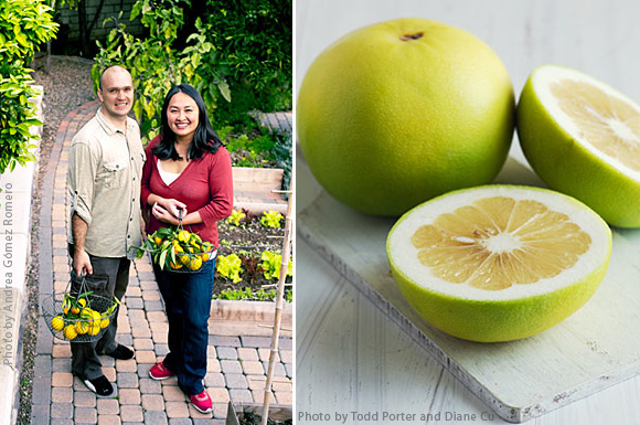 tips to grow citrus trees at home on sunset magazine