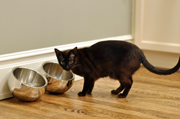 stainless steel snack bowls used as cat bowls