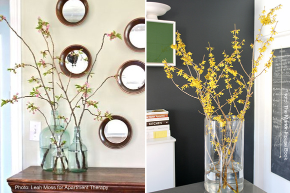 forcing branches spring forsythia apartment therapy