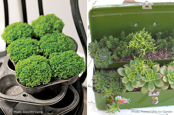 container gardening muffin tins tackle box